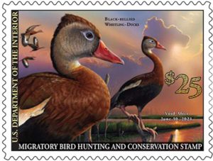 2020-2021 Federal Duck Stamp