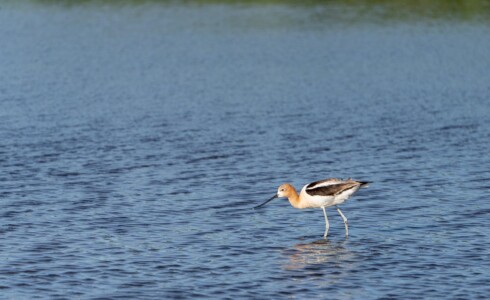 2nd Place, Student Competition American Avocet by Malhar Shah