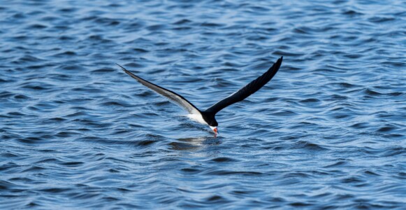 3rd Place, Student Competition Black Skimmer by Malhar Shah
