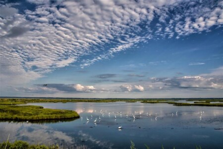 Honorable Mention Egrets on a Summer Day by Gloria Hansen