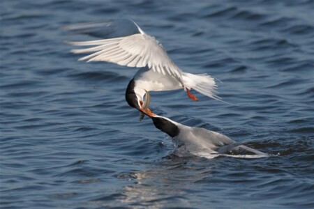 Honorable Mention Fish Pass by Steven Chu