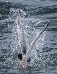 Honorable Mention Foster Tern Spectacle by John Maslowski
