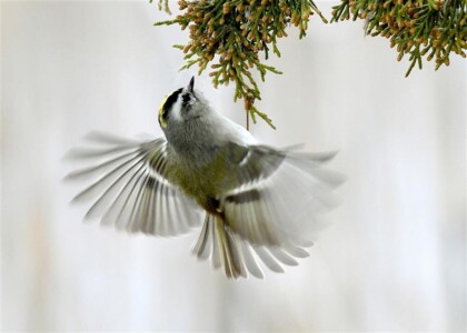 3rd Place Hangin' In There By Rich Gess