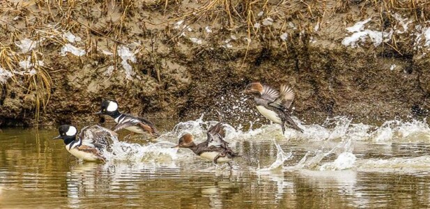 1st Place Hooded Mergansers by Bob Boyd