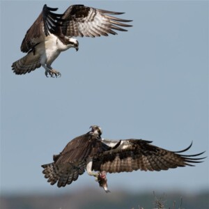 Honorable Mention Leave me Alone by Steven Chu