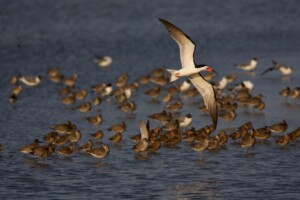 Honorable Mention Student